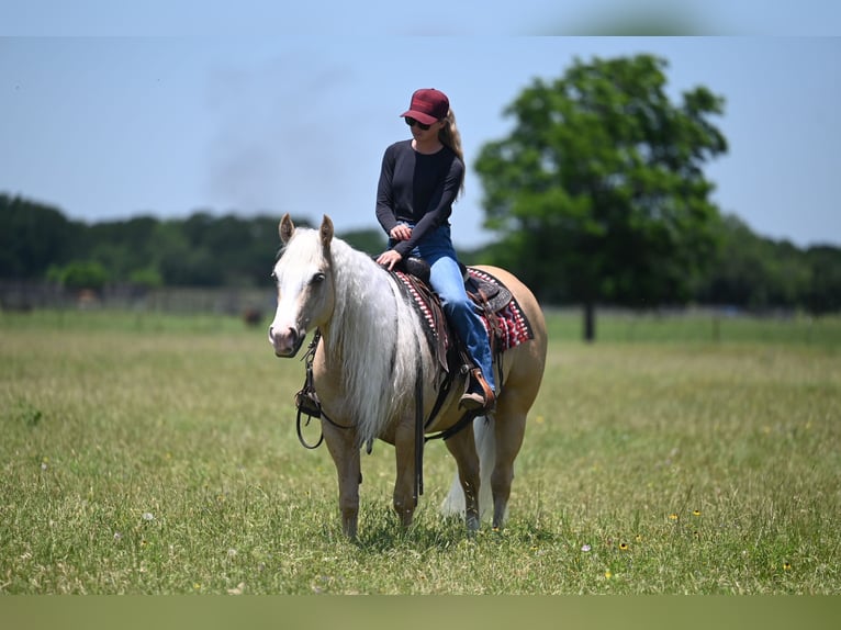 American Quarter Horse Wallach 4 Jahre Palomino in Waco