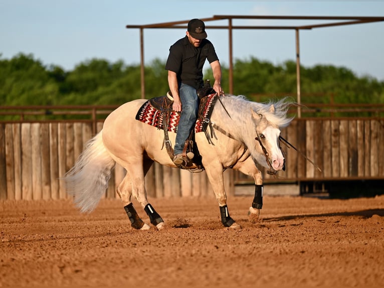 American Quarter Horse Wallach 4 Jahre Palomino in Waco