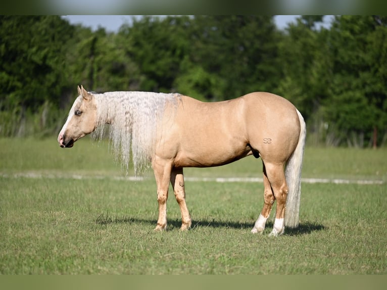 American Quarter Horse Wallach 4 Jahre Palomino in Waco