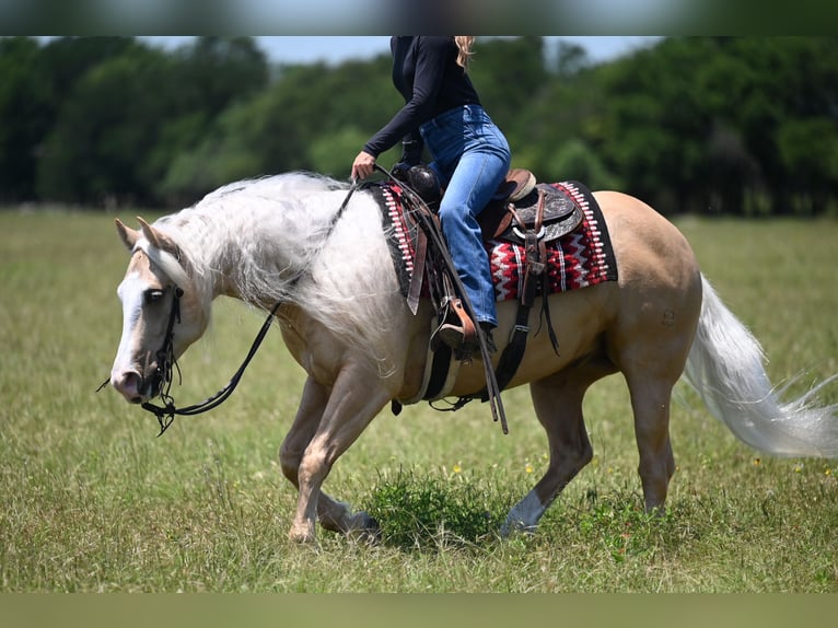 American Quarter Horse Wallach 4 Jahre Palomino in Waco