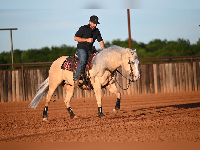American Quarter Horse Wallach 4 Jahre Palomino in Waco