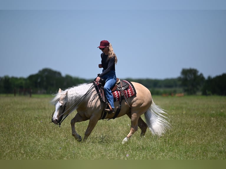 American Quarter Horse Wallach 4 Jahre Palomino in Waco