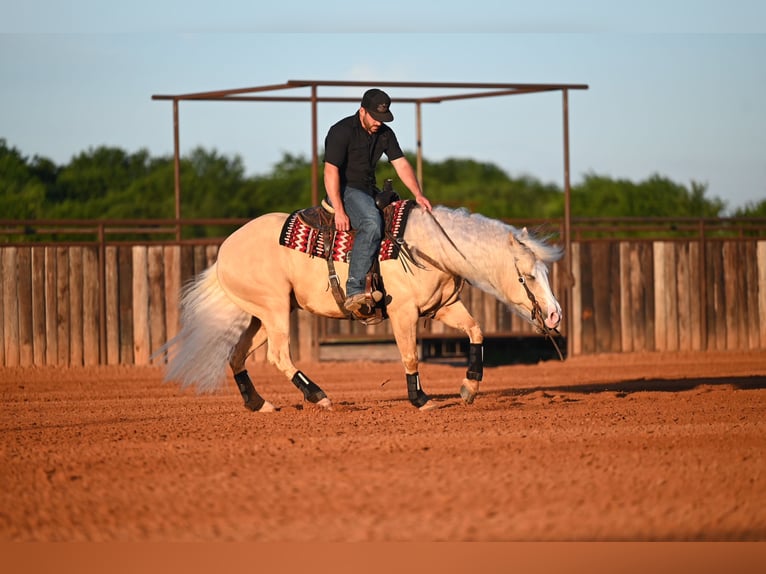 American Quarter Horse Wallach 4 Jahre Palomino in Waco