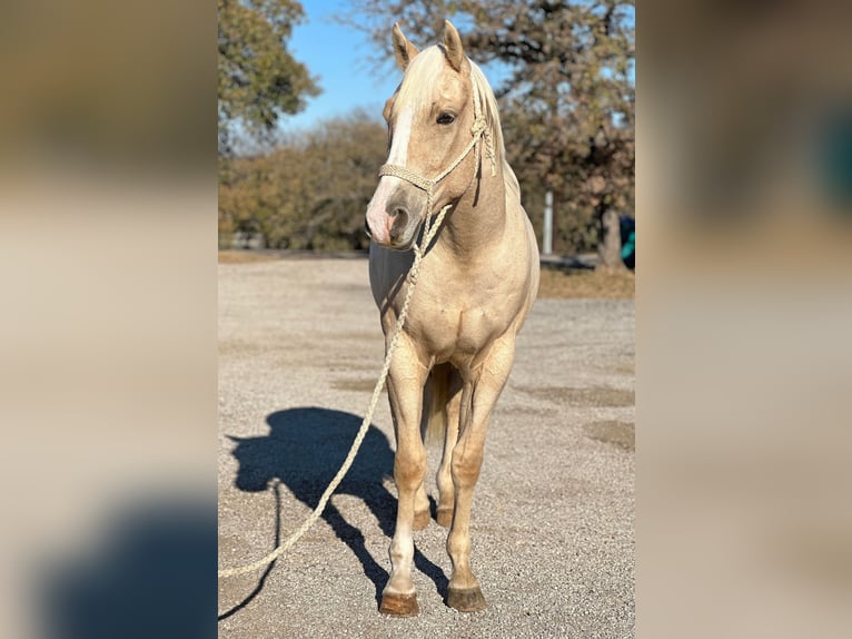 American Quarter Horse Wallach 4 Jahre Palomino in Jacksboro TX