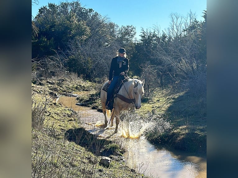 American Quarter Horse Wallach 4 Jahre Palomino in Jacksboro TX