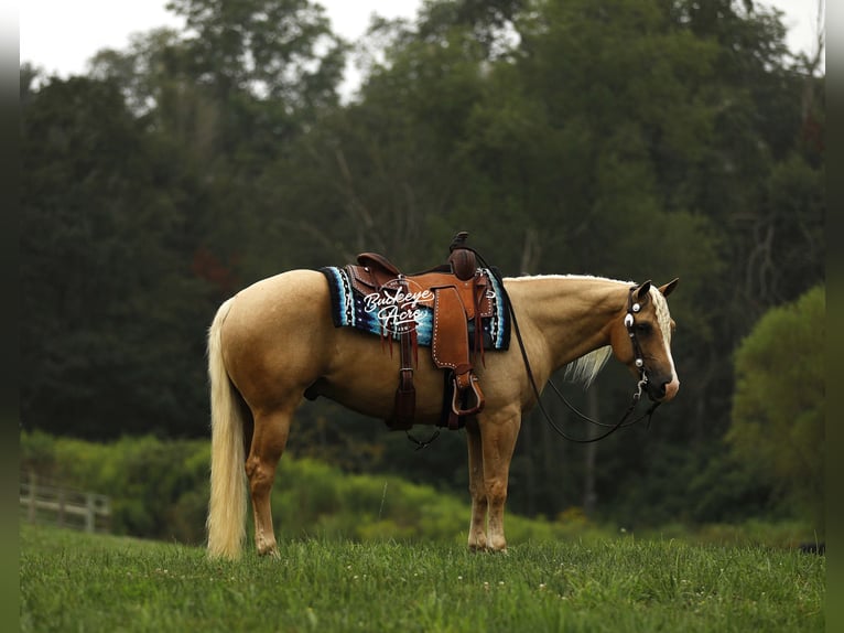 American Quarter Horse Wallach 4 Jahre Palomino in Millersburg