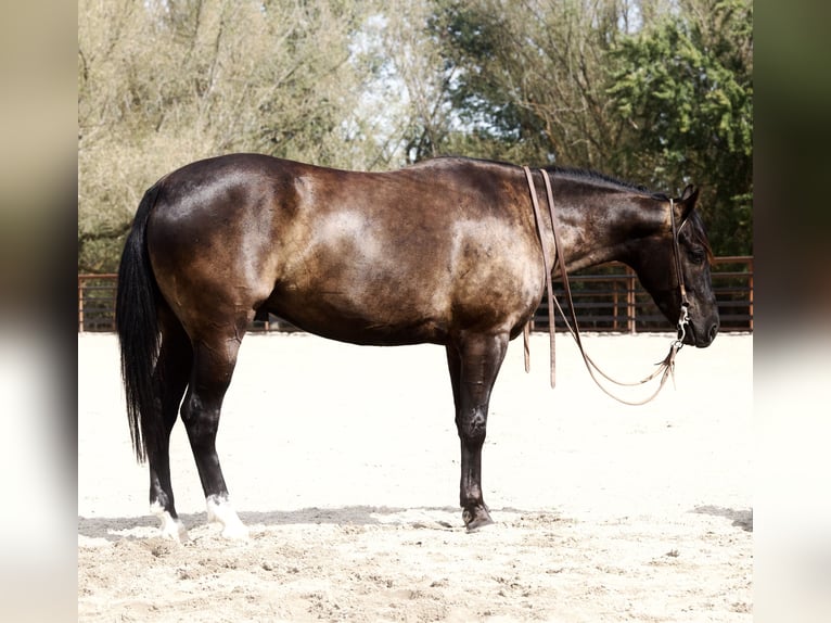 American Quarter Horse Wallach 4 Jahre Rappe in New Plymouth