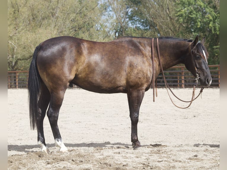 American Quarter Horse Wallach 4 Jahre Rappe in New Plymouth