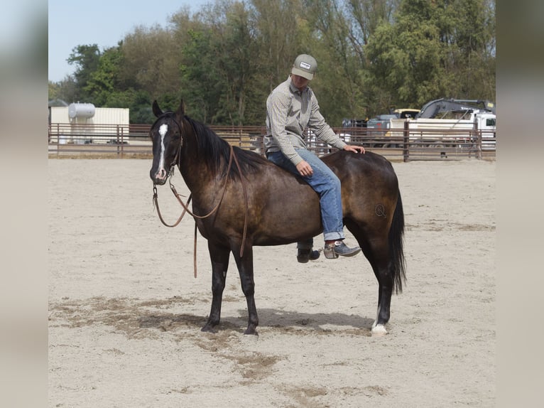 American Quarter Horse Wallach 4 Jahre Rappe in New Plymouth