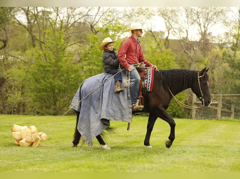 American Quarter Horse Wallach 4 Jahre Rappe in Millersburg