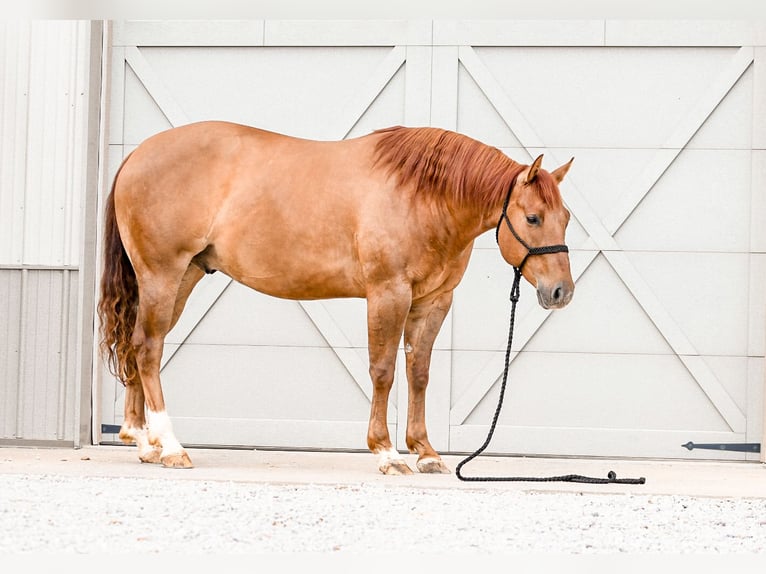 American Quarter Horse Wallach 4 Jahre Red Dun in Sullivan
