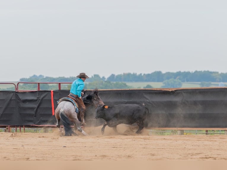 American Quarter Horse Wallach 4 Jahre Roan-Bay in Decorah