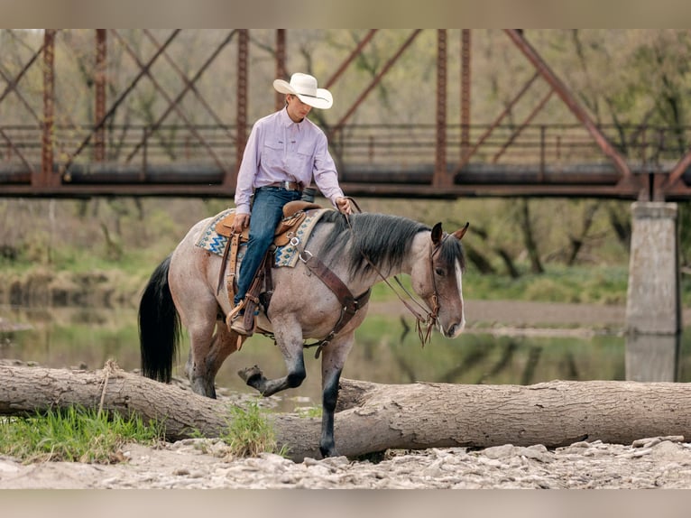 American Quarter Horse Wallach 4 Jahre Roan-Bay in Decorah