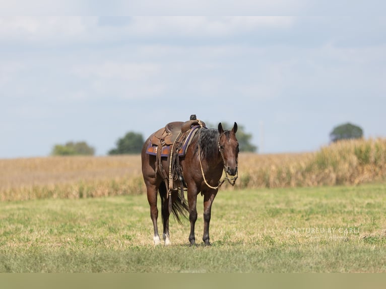 American Quarter Horse Wallach 4 Jahre Roan-Bay in Lampasas