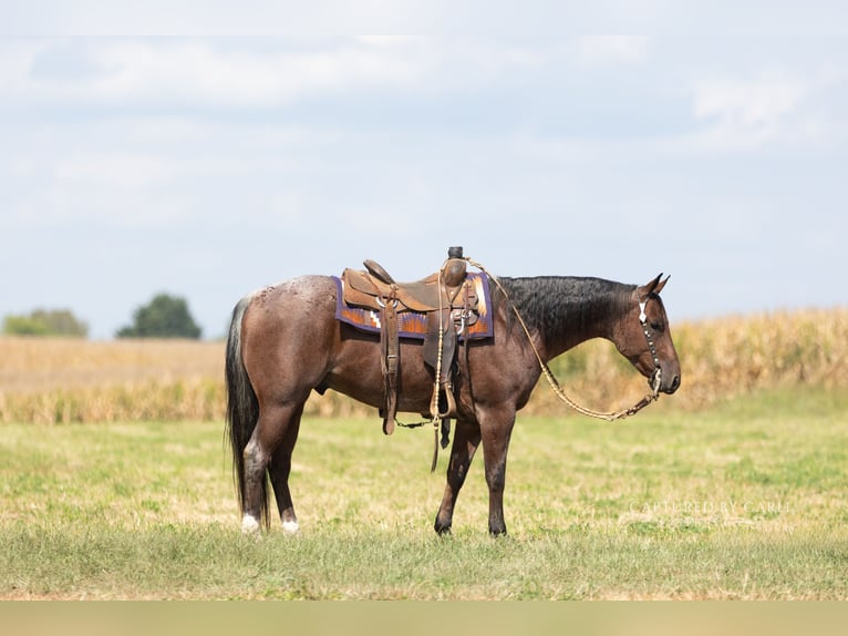 American Quarter Horse Wallach 4 Jahre Roan-Bay in Lampasas