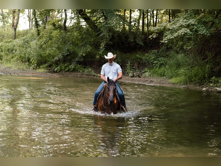 American Quarter Horse Wallach 4 Jahre Roan-Bay in Orrville