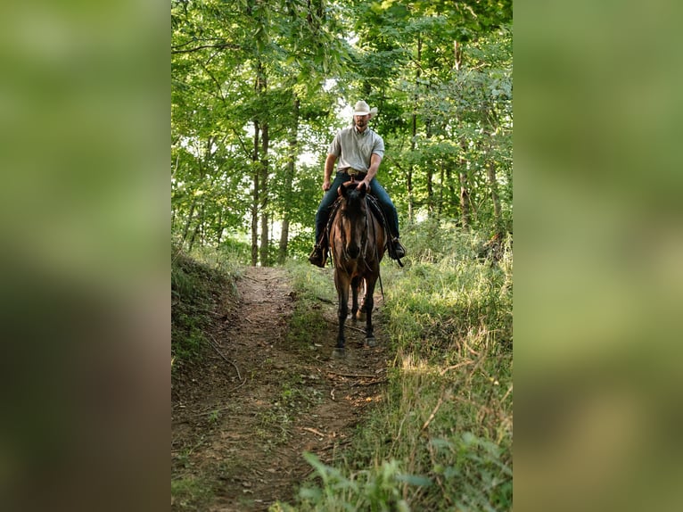 American Quarter Horse Wallach 4 Jahre Roan-Bay in Orrville