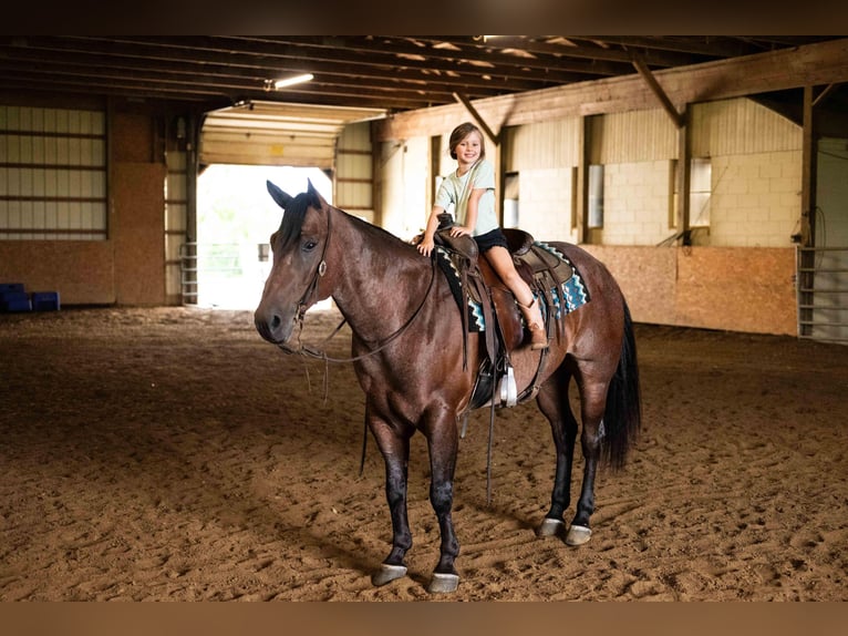 American Quarter Horse Wallach 4 Jahre Roan-Bay in Orrville