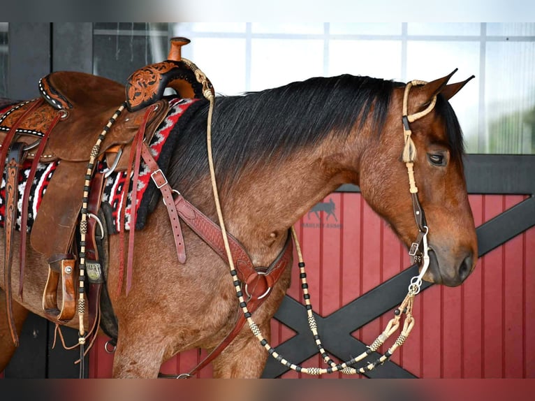 American Quarter Horse Wallach 4 Jahre Roan-Bay in Rebersburg