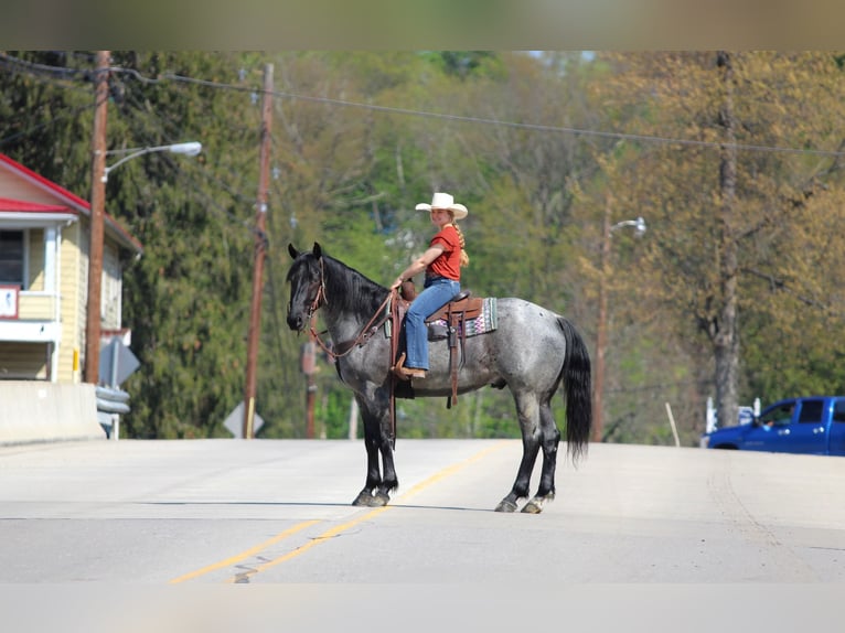 American Quarter Horse Wallach 4 Jahre Roan-Blue in Clarion, PA