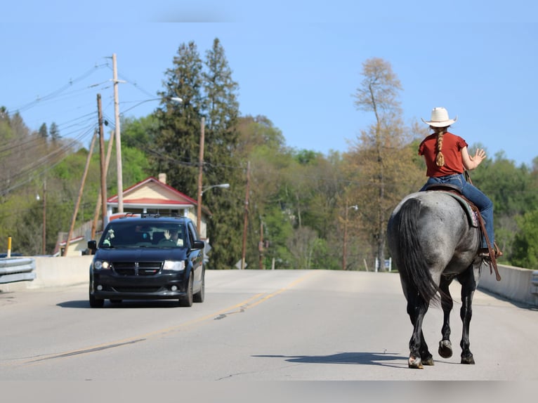 American Quarter Horse Wallach 4 Jahre Roan-Blue in Clarion, PA