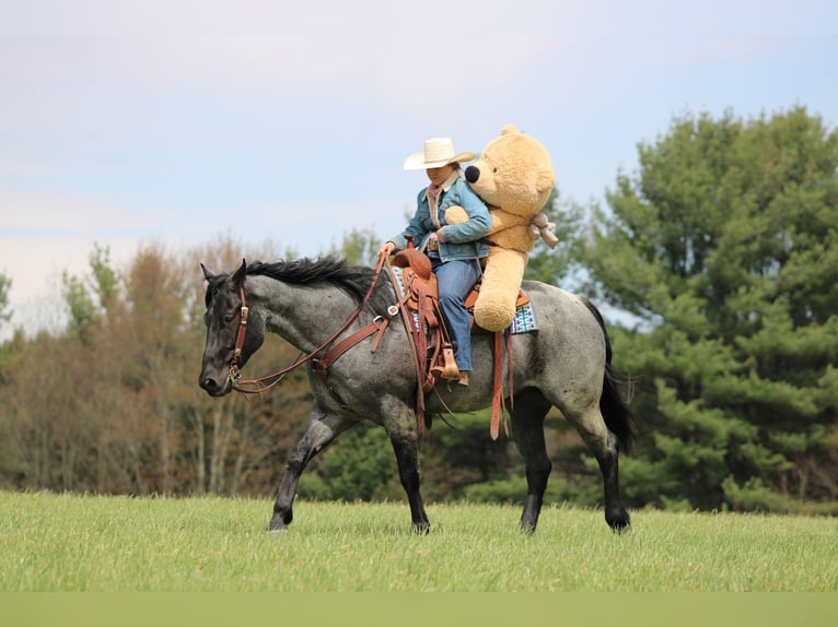 American Quarter Horse Wallach 4 Jahre Roan-Blue in Clarion, PA