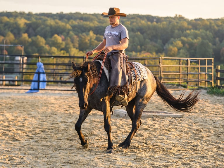 American Quarter Horse Wallach 4 Jahre Roan-Blue in Honey Brook