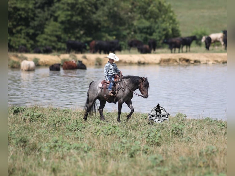 American Quarter Horse Wallach 4 Jahre Roan-Blue in Gladstone, NJ