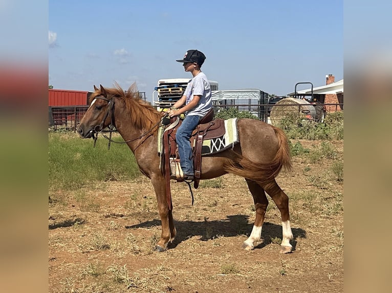 American Quarter Horse Wallach 4 Jahre Roan-Red in Byers Tx
