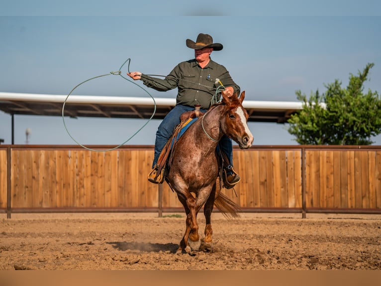American Quarter Horse Wallach 4 Jahre Roan-Red in Canyon