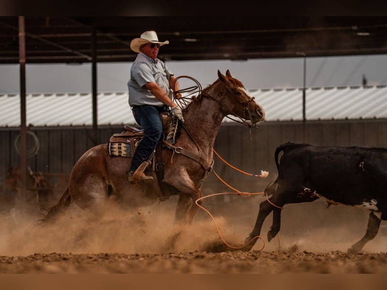 American Quarter Horse Wallach 4 Jahre Roan-Red in Canyon