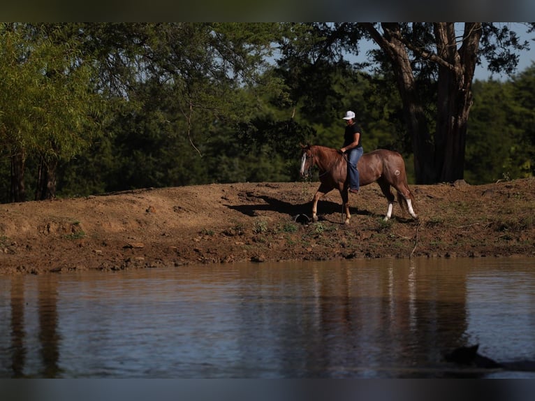 American Quarter Horse Wallach 4 Jahre Roan-Red in Mount Vernon