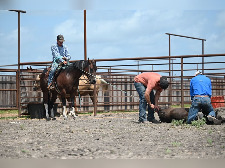 American Quarter Horse Wallach 4 Jahre Rotbrauner in Waco
