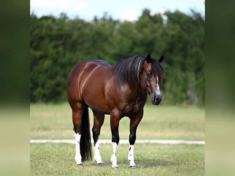 American Quarter Horse Wallach 4 Jahre Rotbrauner in Waco