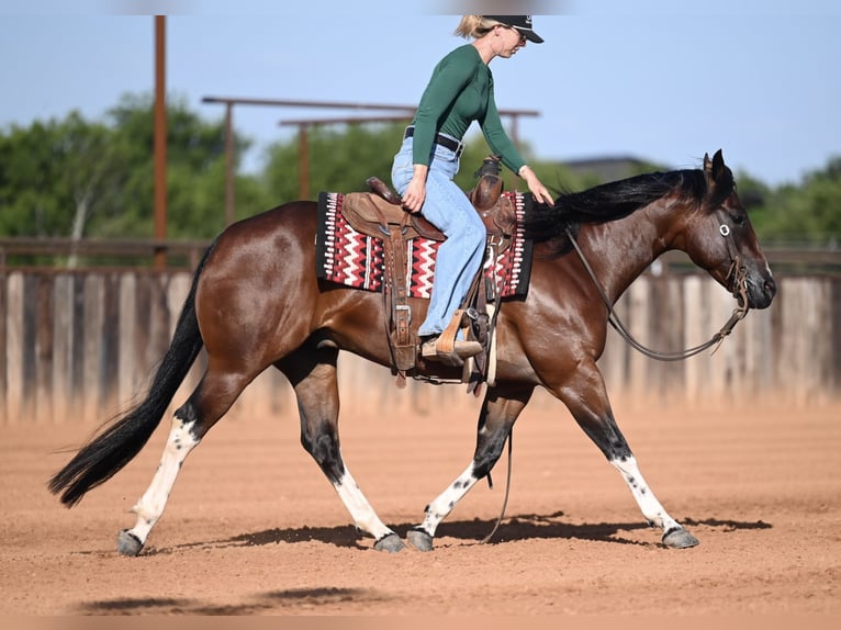 American Quarter Horse Wallach 4 Jahre Rotbrauner in Waco