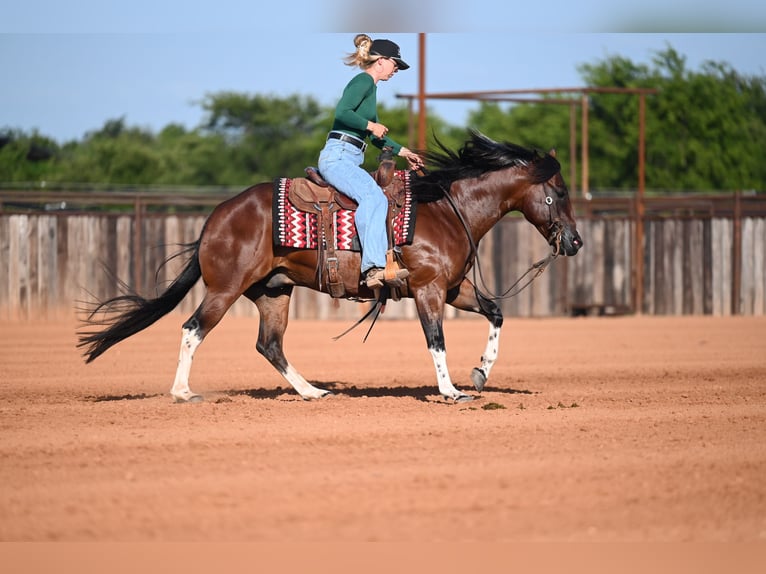 American Quarter Horse Wallach 4 Jahre Rotbrauner in Waco
