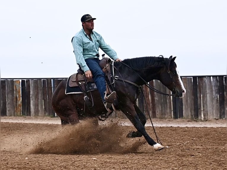 American Quarter Horse Wallach 4 Jahre Rotbrauner in Waco