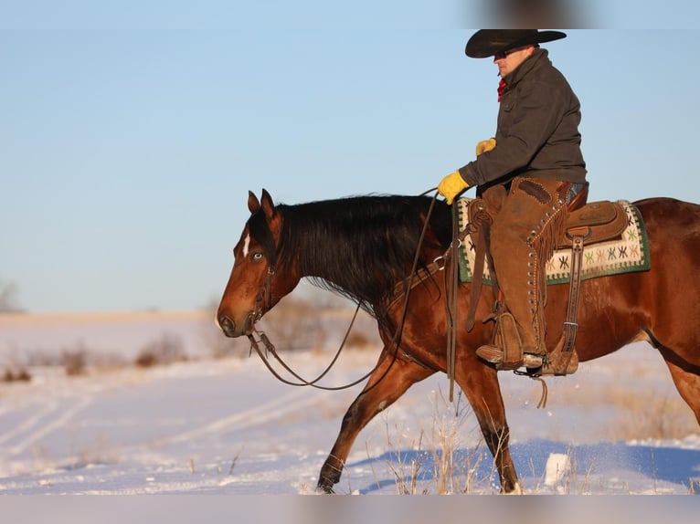 American Quarter Horse Wallach 4 Jahre Rotbrauner in Bernard, IA
