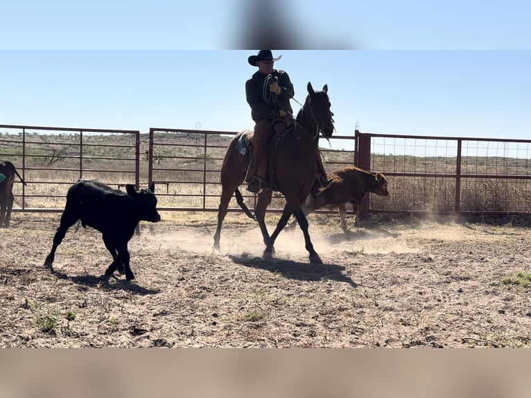 American Quarter Horse Wallach 4 Jahre Rotbrauner in Canyon