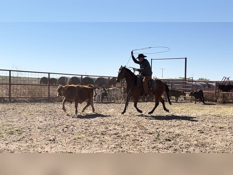 American Quarter Horse Wallach 4 Jahre Rotbrauner in Canyon