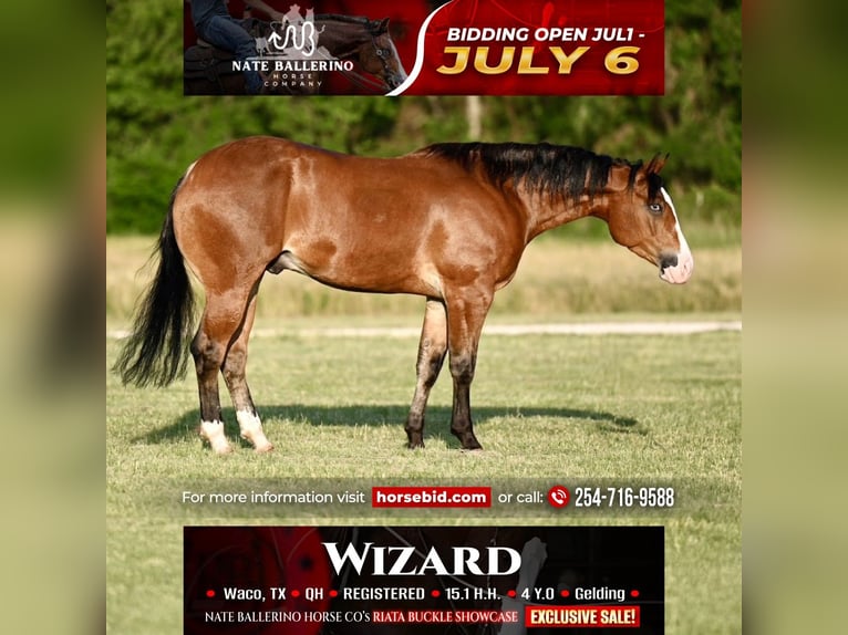 American Quarter Horse Wallach 4 Jahre Rotbrauner in Waco