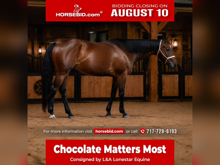 American Quarter Horse Wallach 4 Jahre Rotbrauner in Needmore