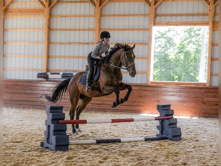 American Quarter Horse Wallach 4 Jahre Rotbrauner in Needmore