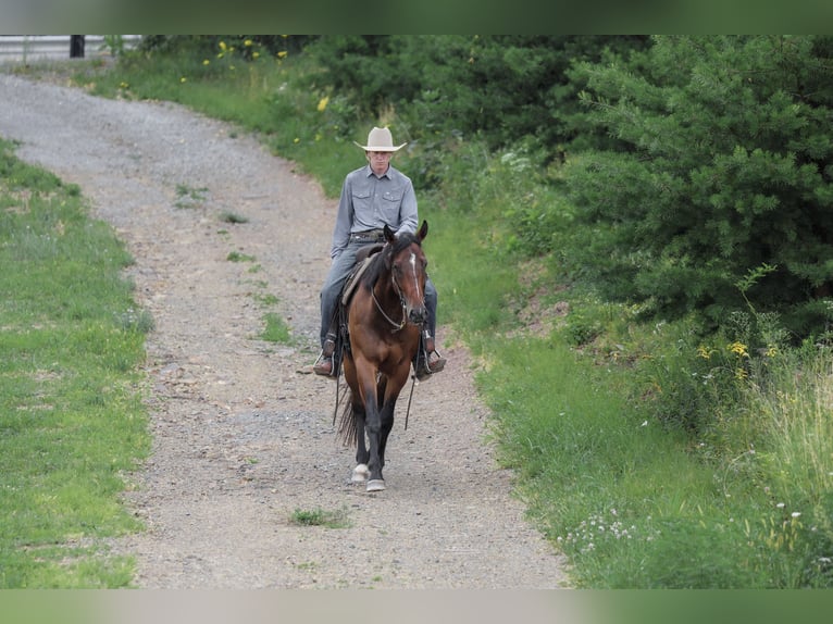 American Quarter Horse Wallach 4 Jahre Rotbrauner in Needmore