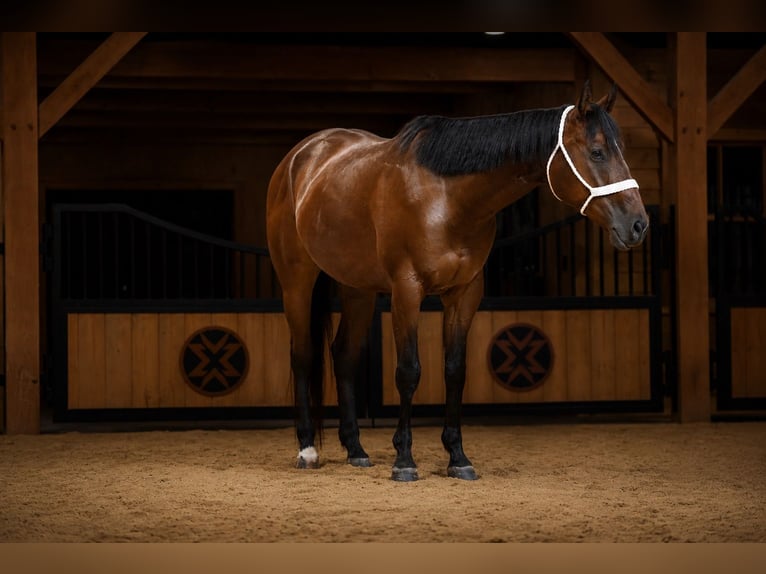 American Quarter Horse Wallach 4 Jahre Rotbrauner in Needmore