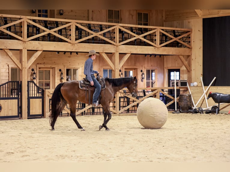 American Quarter Horse Wallach 4 Jahre Rotbrauner in Needmore