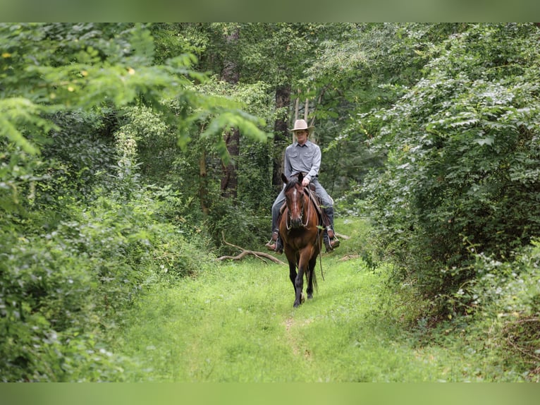 American Quarter Horse Wallach 4 Jahre Rotbrauner in Needmore