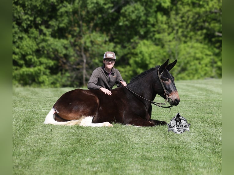 American Quarter Horse Wallach 4 Jahre Rotbrauner in Mount Vernon, KY