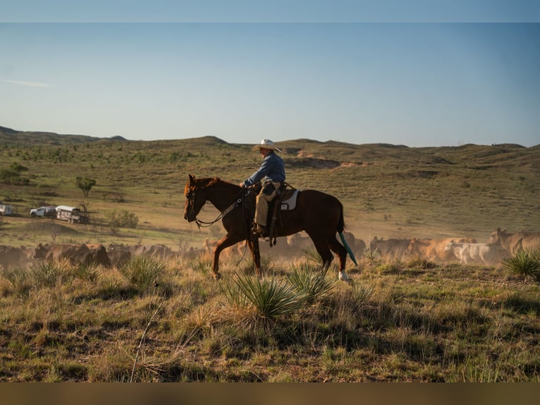 American Quarter Horse Wallach 4 Jahre Rotfuchs in Canyon