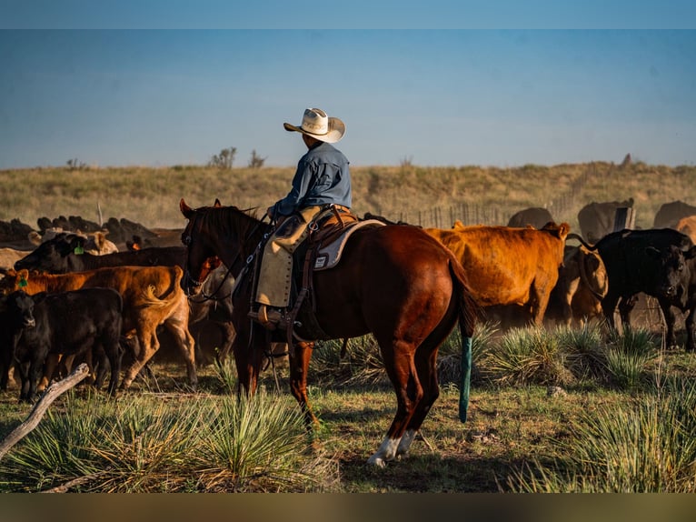 American Quarter Horse Wallach 4 Jahre Rotfuchs in Canyon